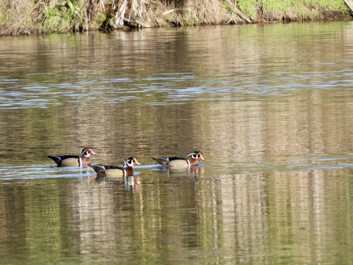 Wood Duck - ML614993510