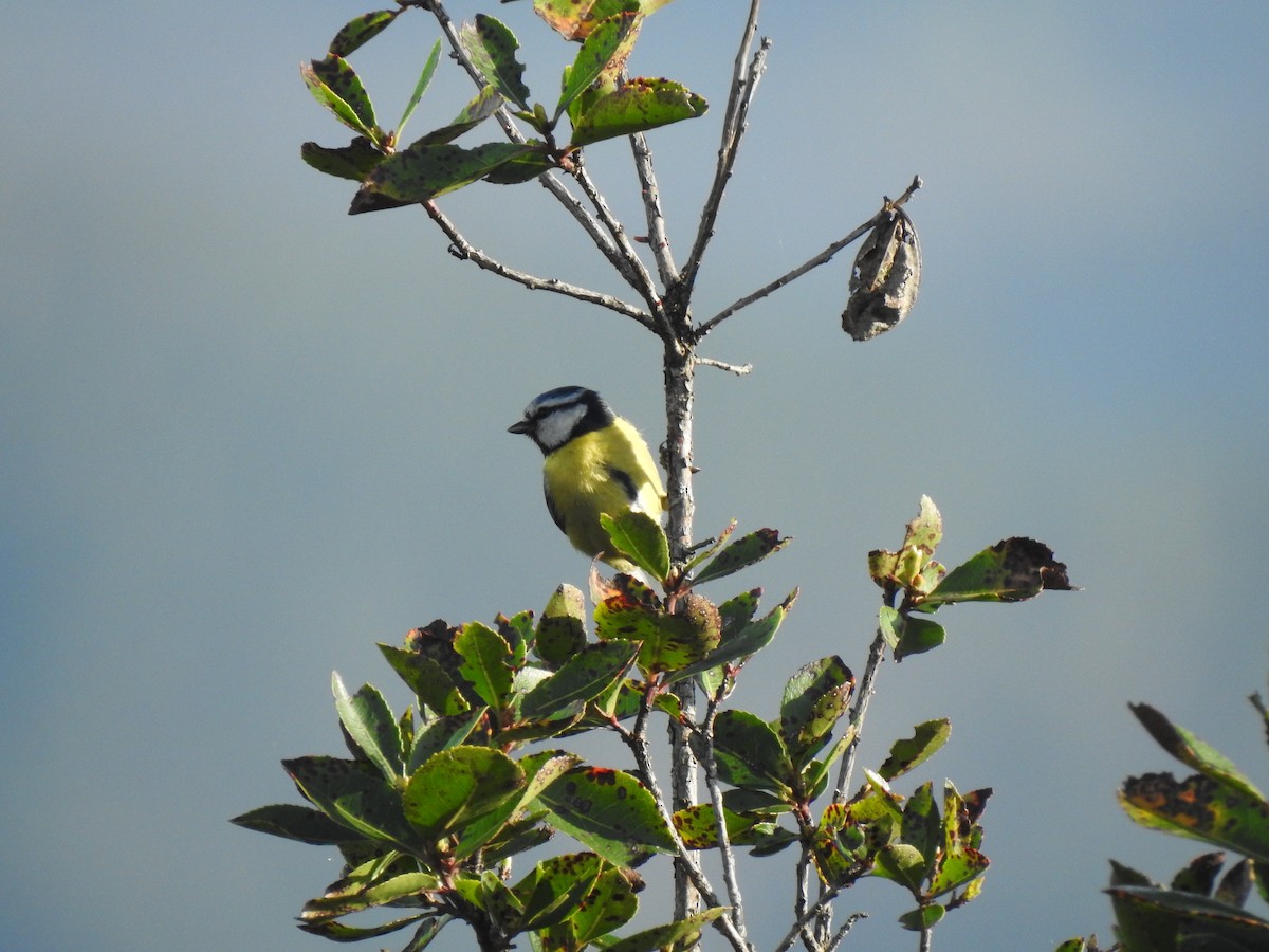 Eurasian Blue Tit - ML614993512