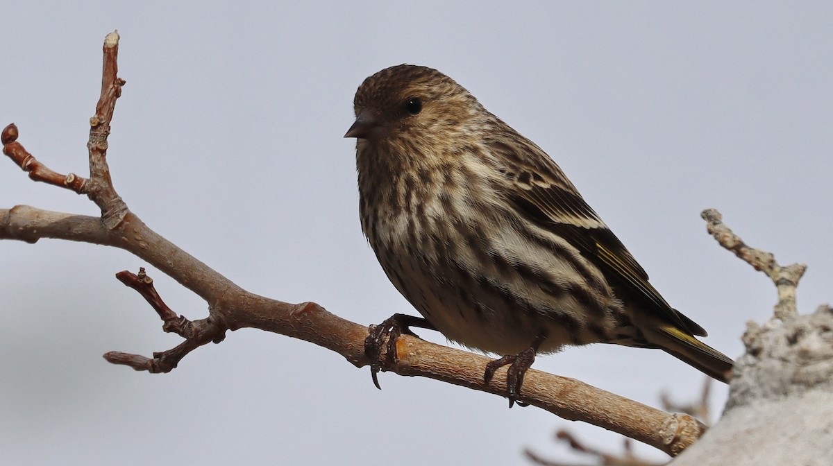 Pine Siskin - Alison Sheehey