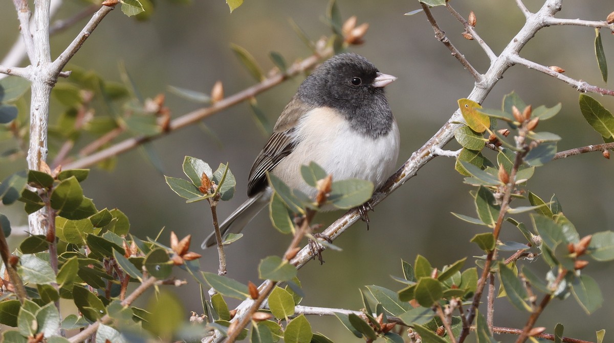 Dark-eyed Junco - ML614993565