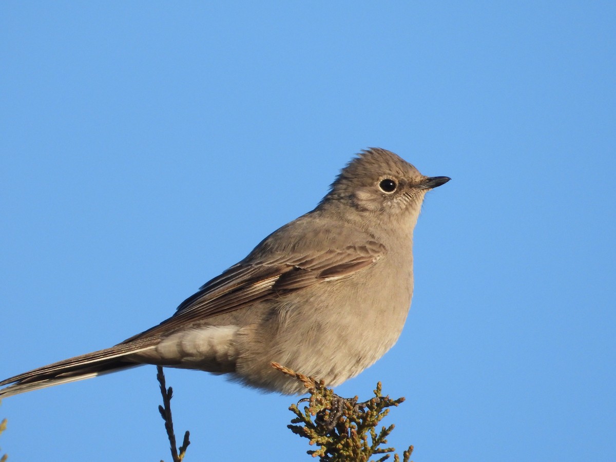 Townsend's Solitaire - ML614993612