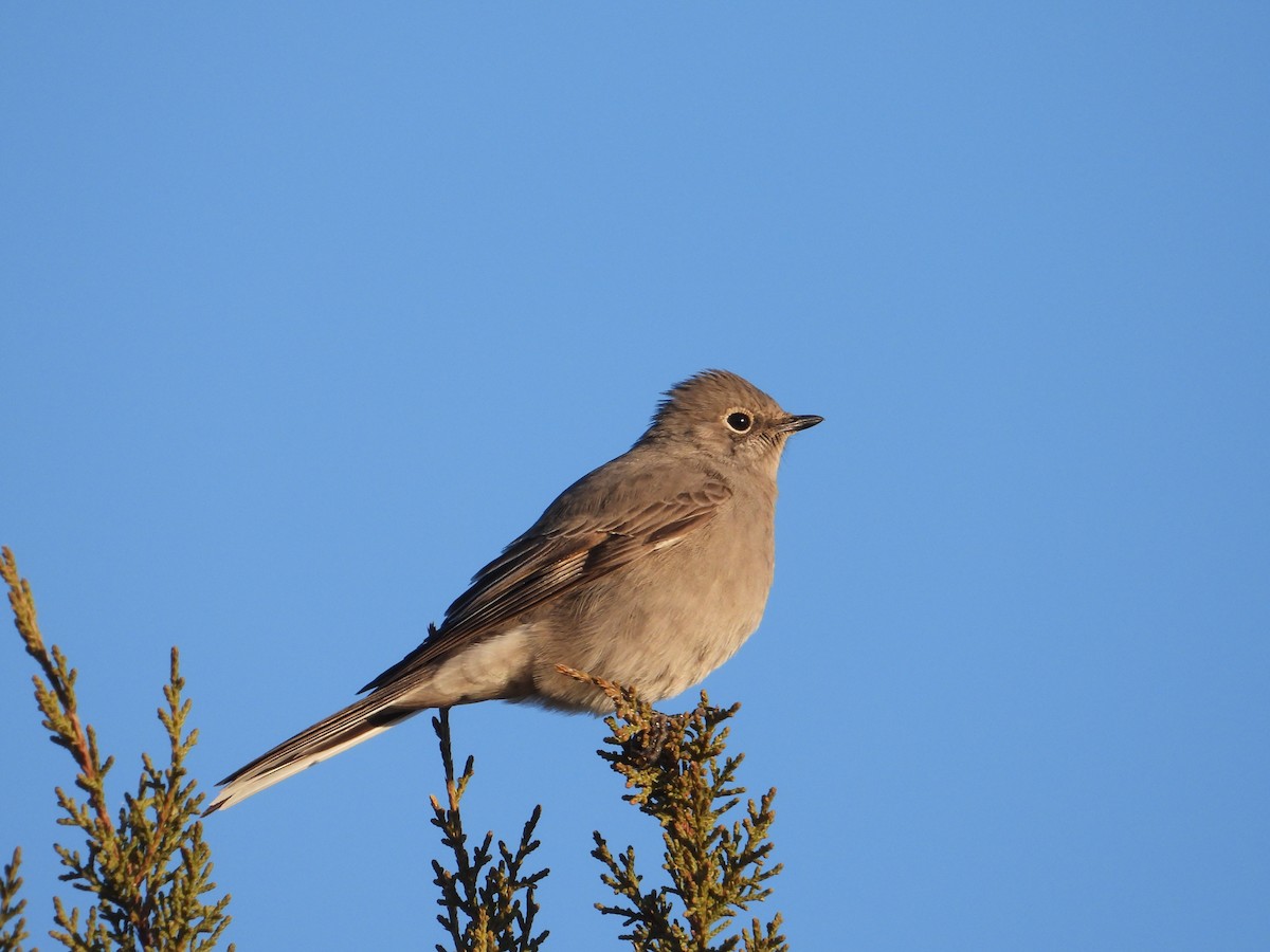Townsend's Solitaire - ML614993613