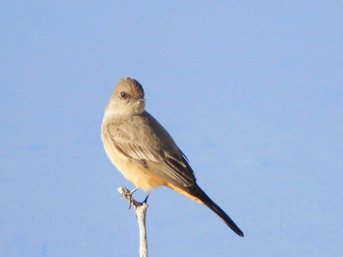 Say's Phoebe - Rémy Poulin