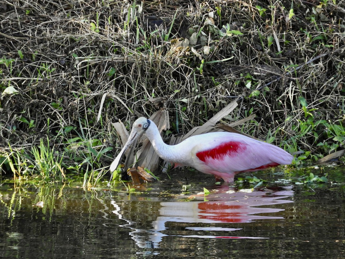 Roseate Spoonbill - ML614993623