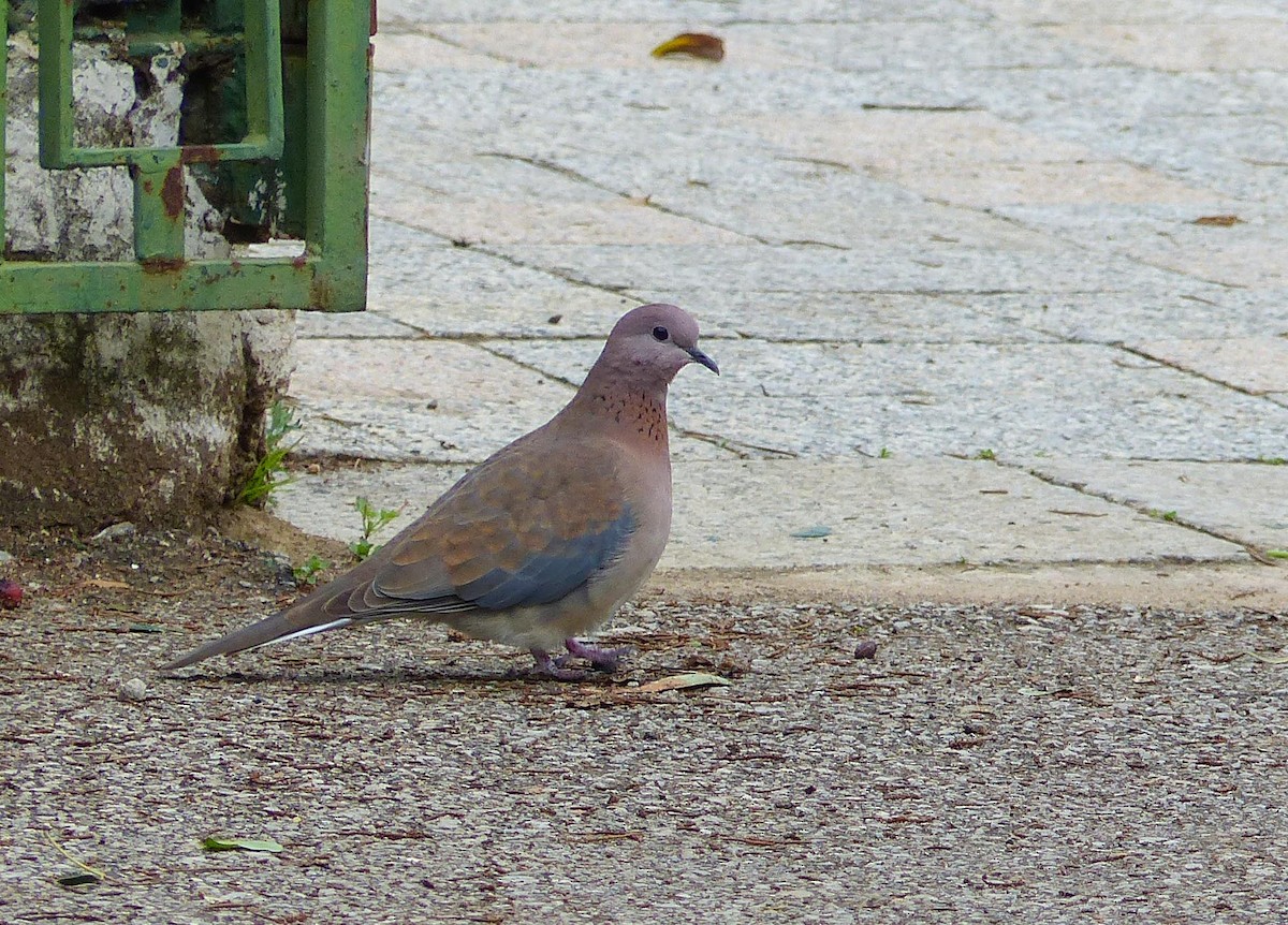 Tórtola Senegalesa - ML614993636
