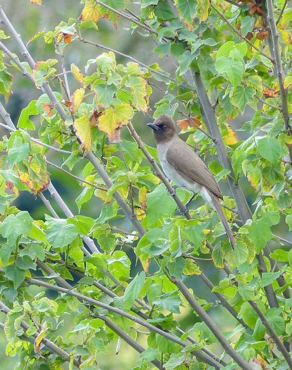 Bulbul Naranjero - ML614993644