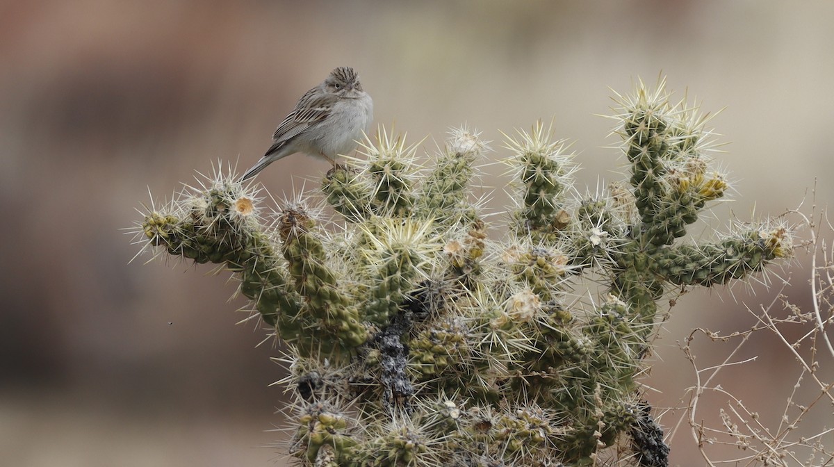 Brewer's Sparrow - ML614993646