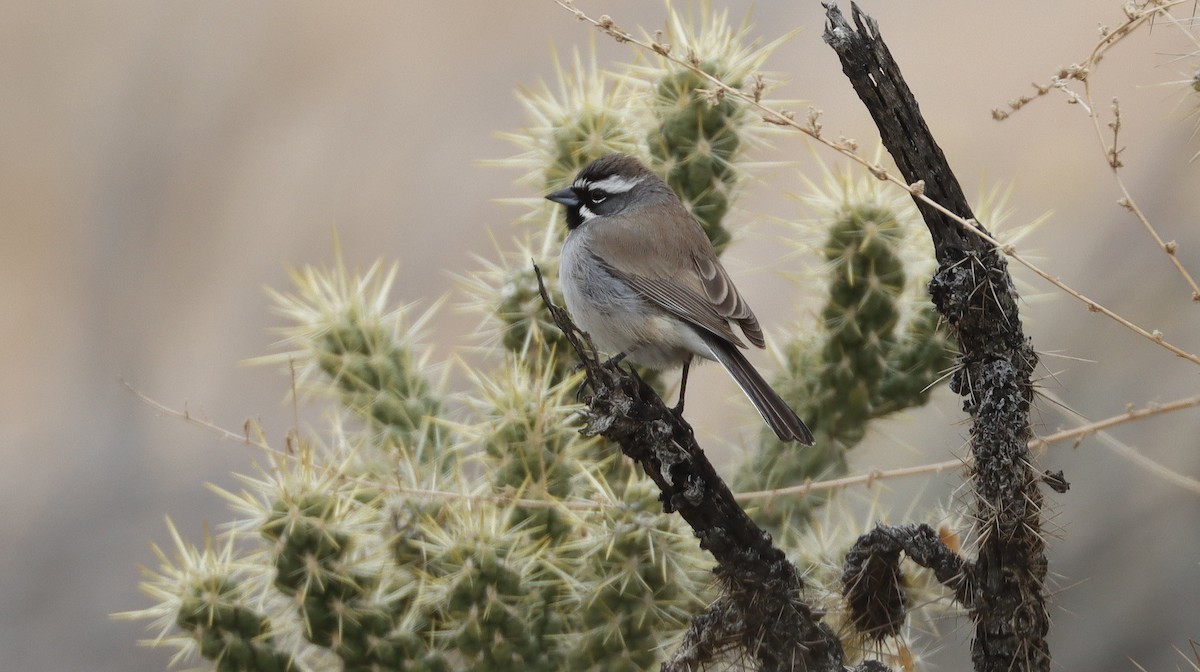 Black-throated Sparrow - ML614993661