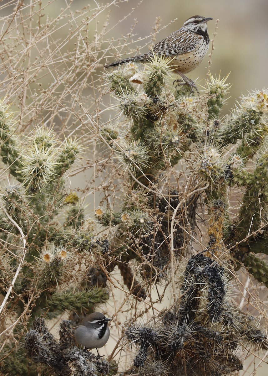 Black-throated Sparrow - Alison Sheehey