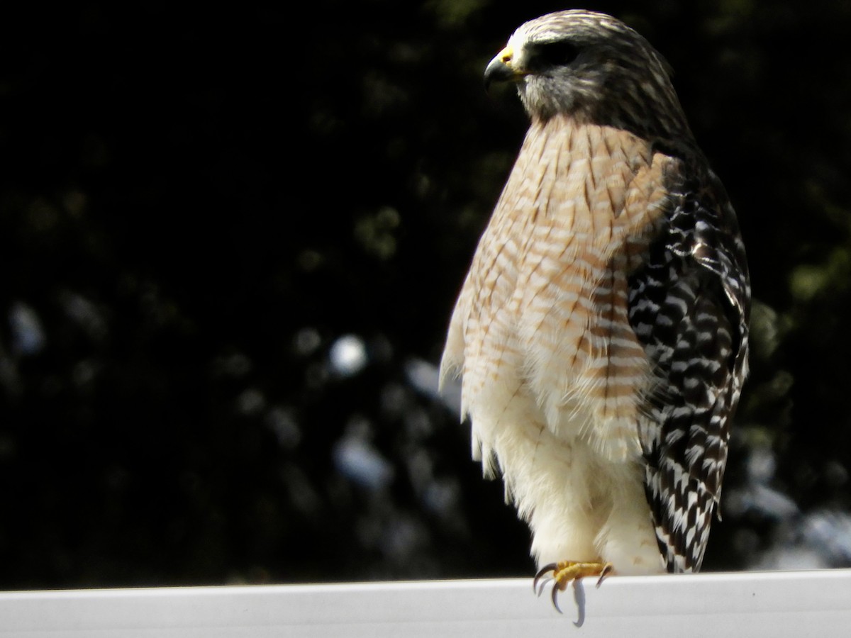 Red-shouldered Hawk - ML614993664