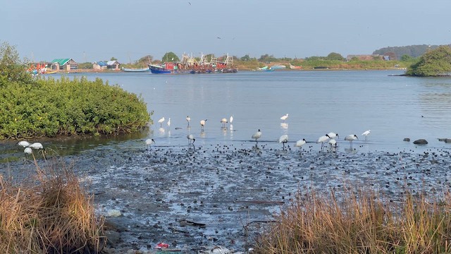 Black-headed Ibis - ML614993679