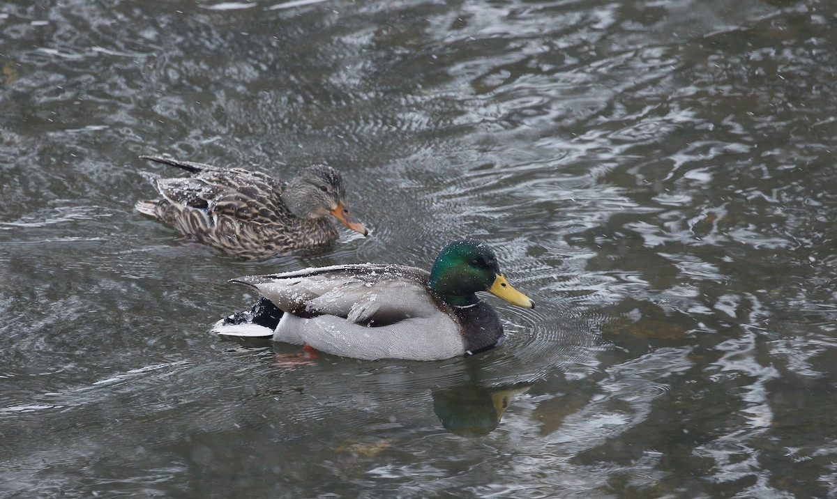 Canard colvert - ML614993722