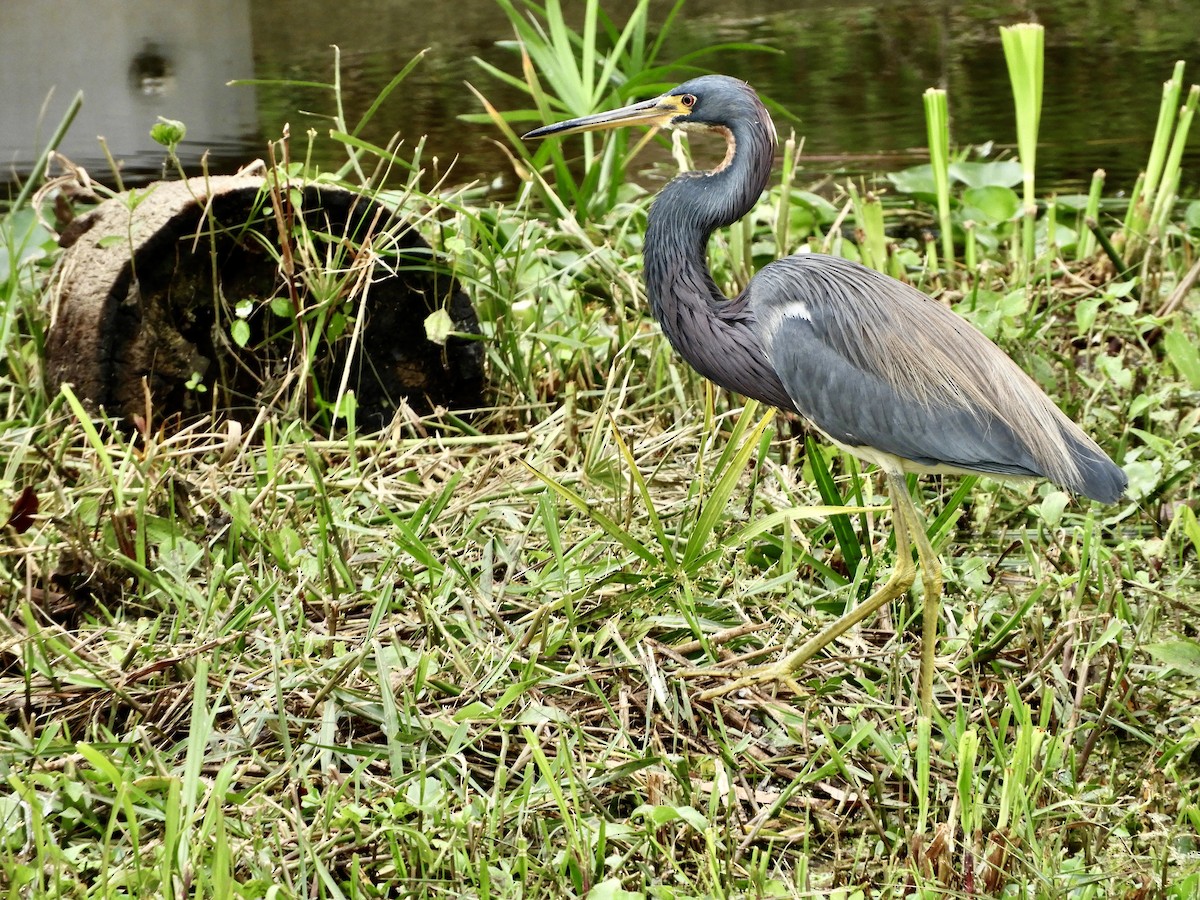 Tricolored Heron - ML614993724