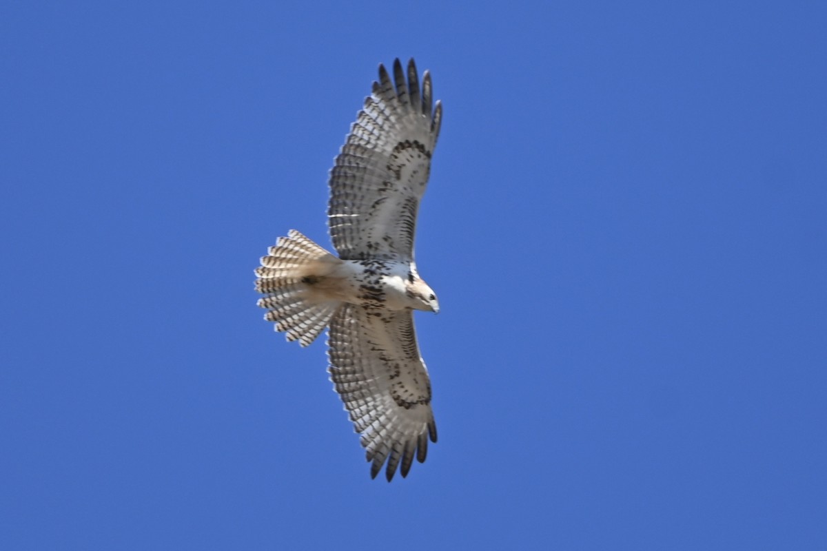 Red-tailed Hawk - ML614993730