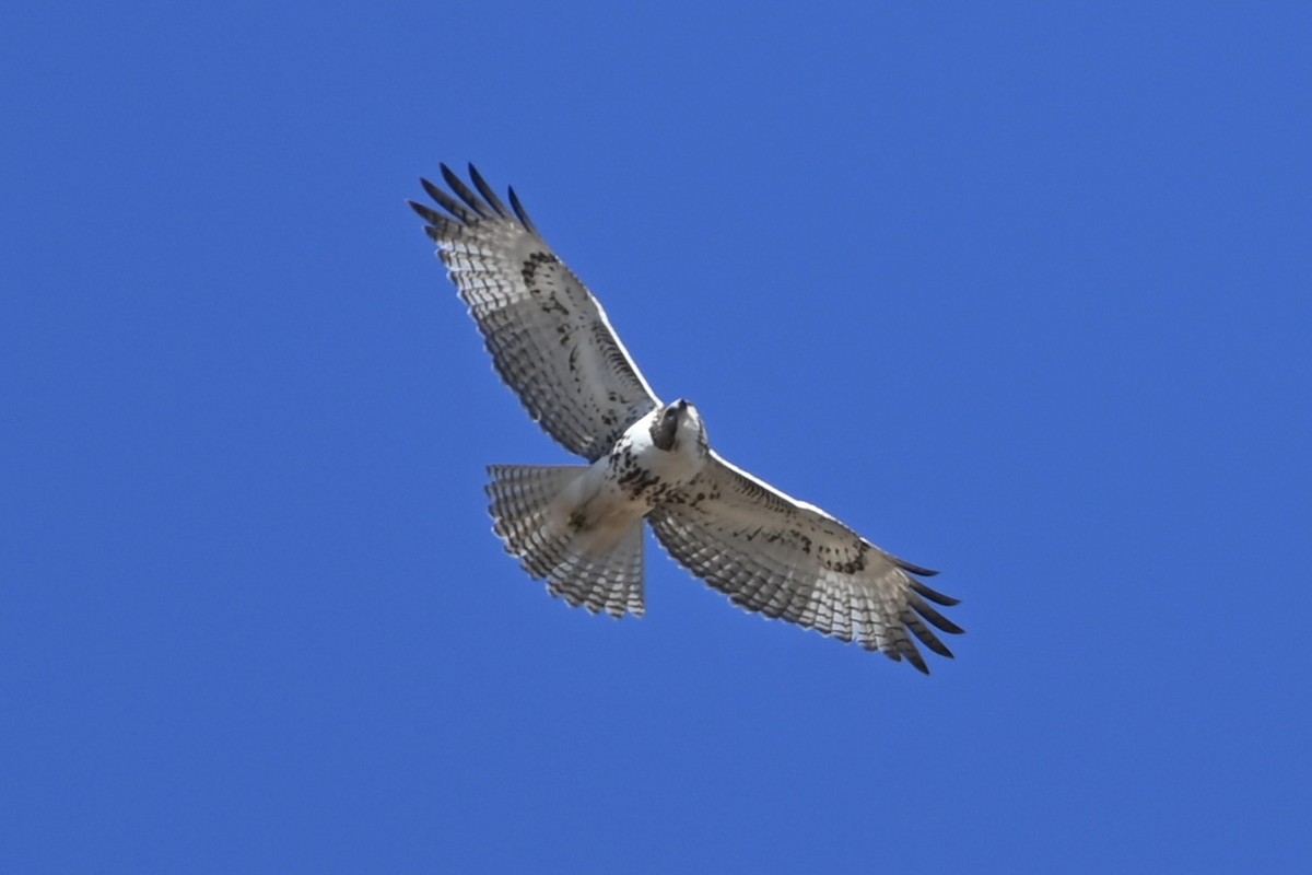 Red-tailed Hawk - ML614993731