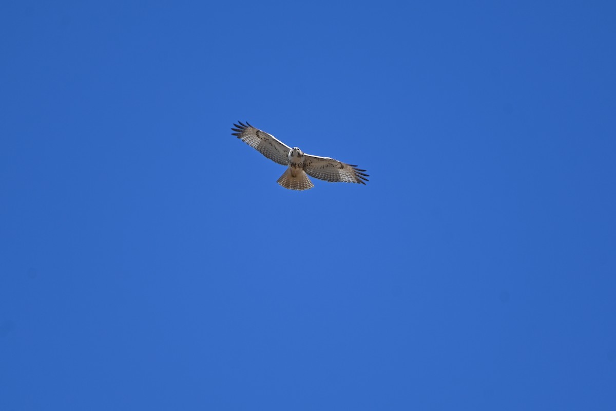 Red-tailed Hawk - ML614993732
