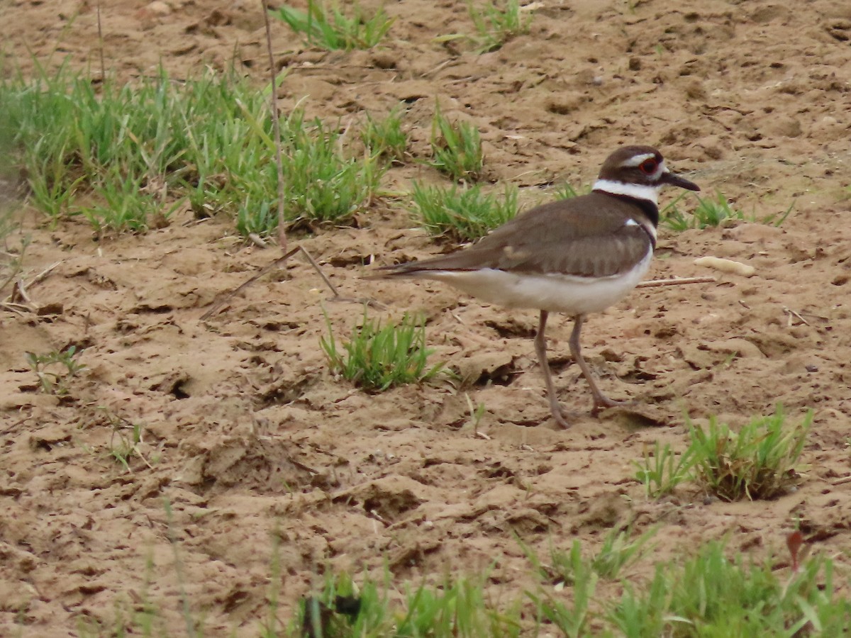 Killdeer - ML614993746