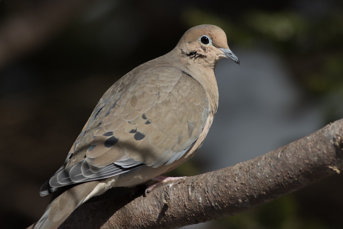 Mourning Dove - ML614993756