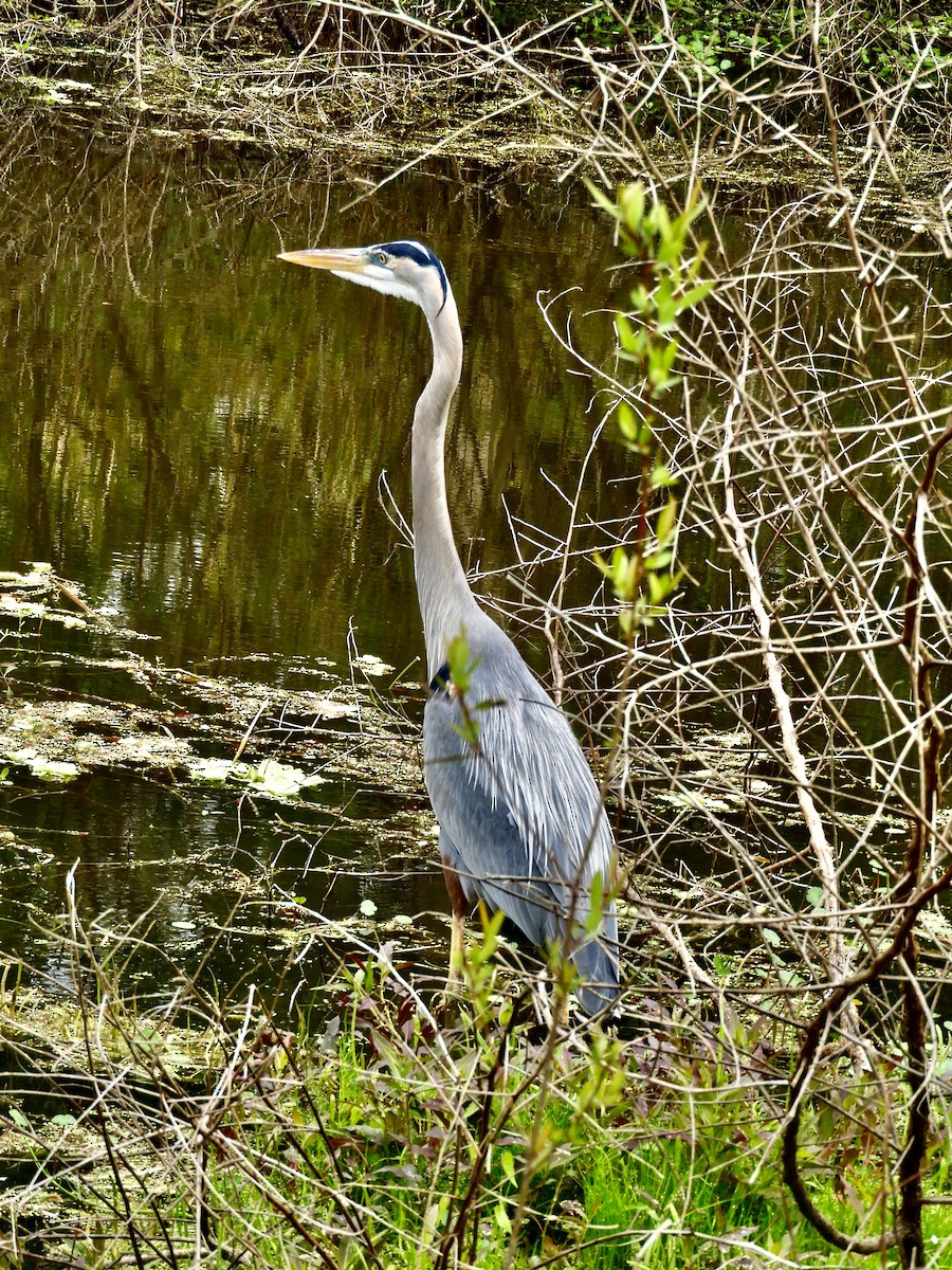 Great Blue Heron - ML614993757