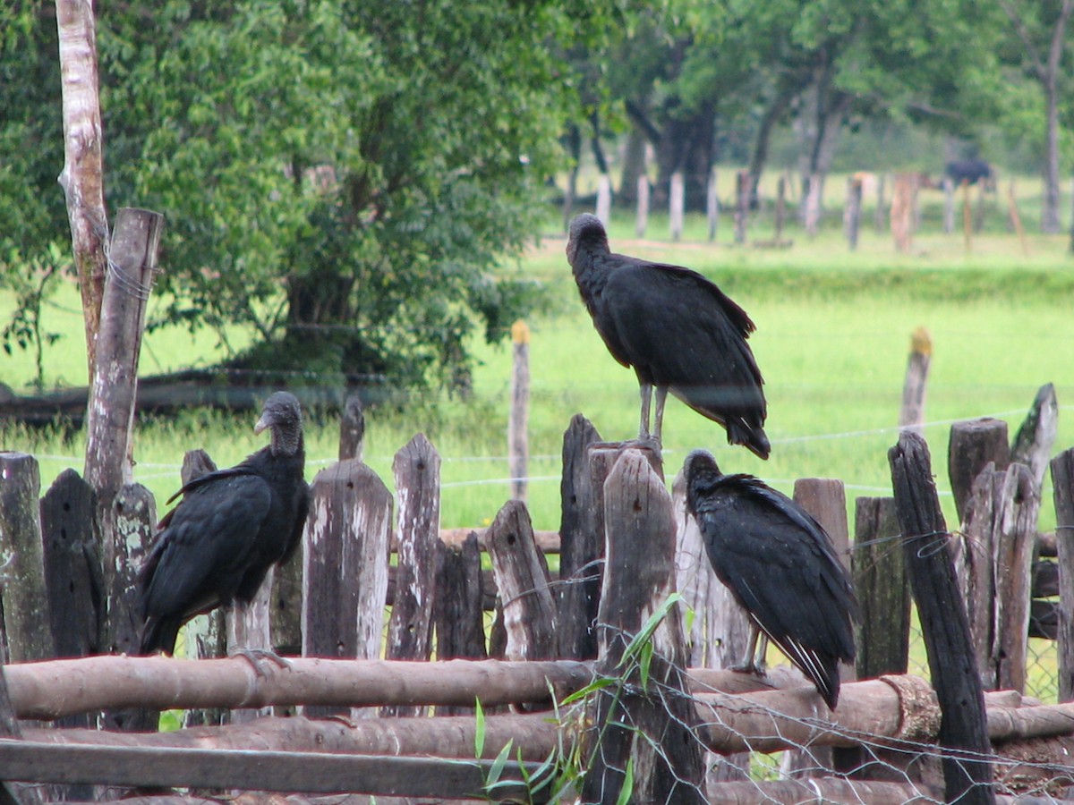 Black Vulture - ML614993758