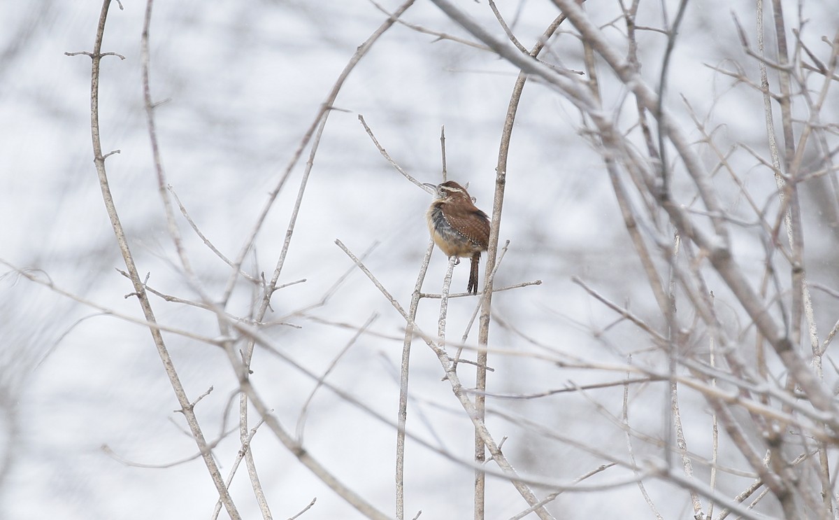 Carolina Wren - ML614993778