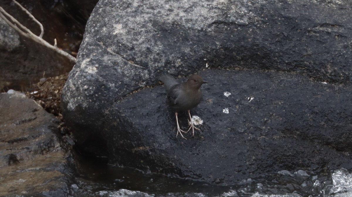 American Dipper - ML614993785