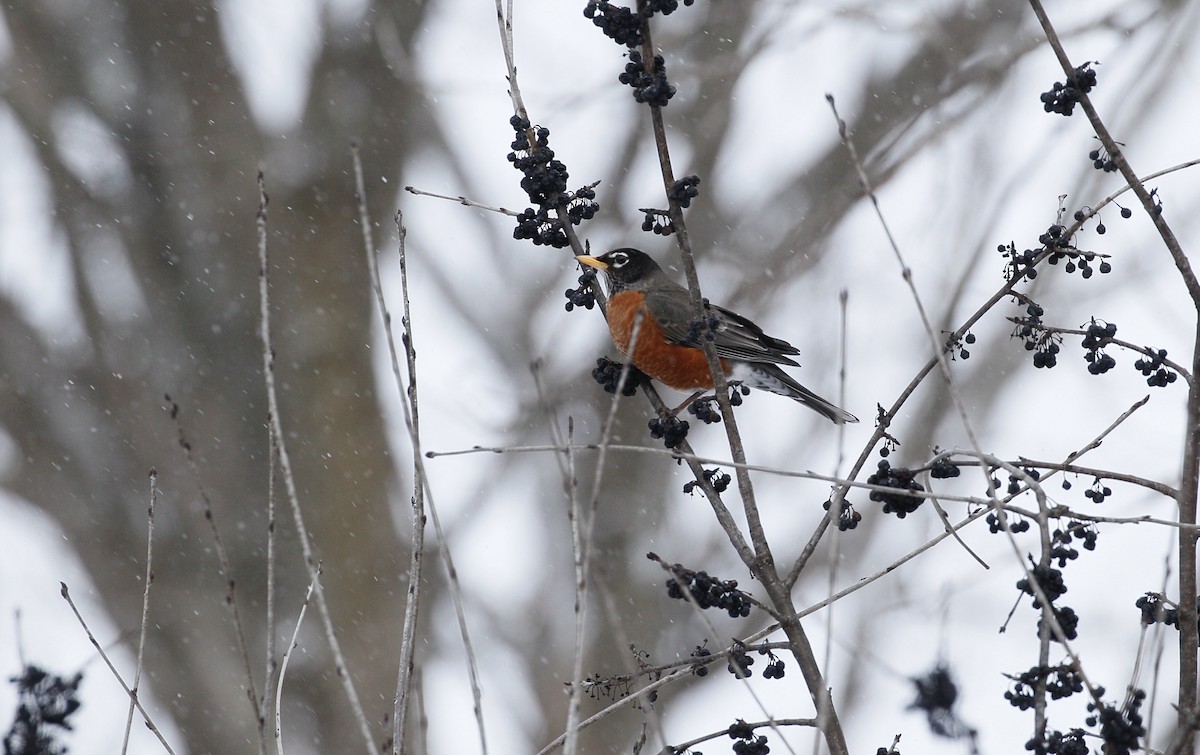 American Robin - ML614993820