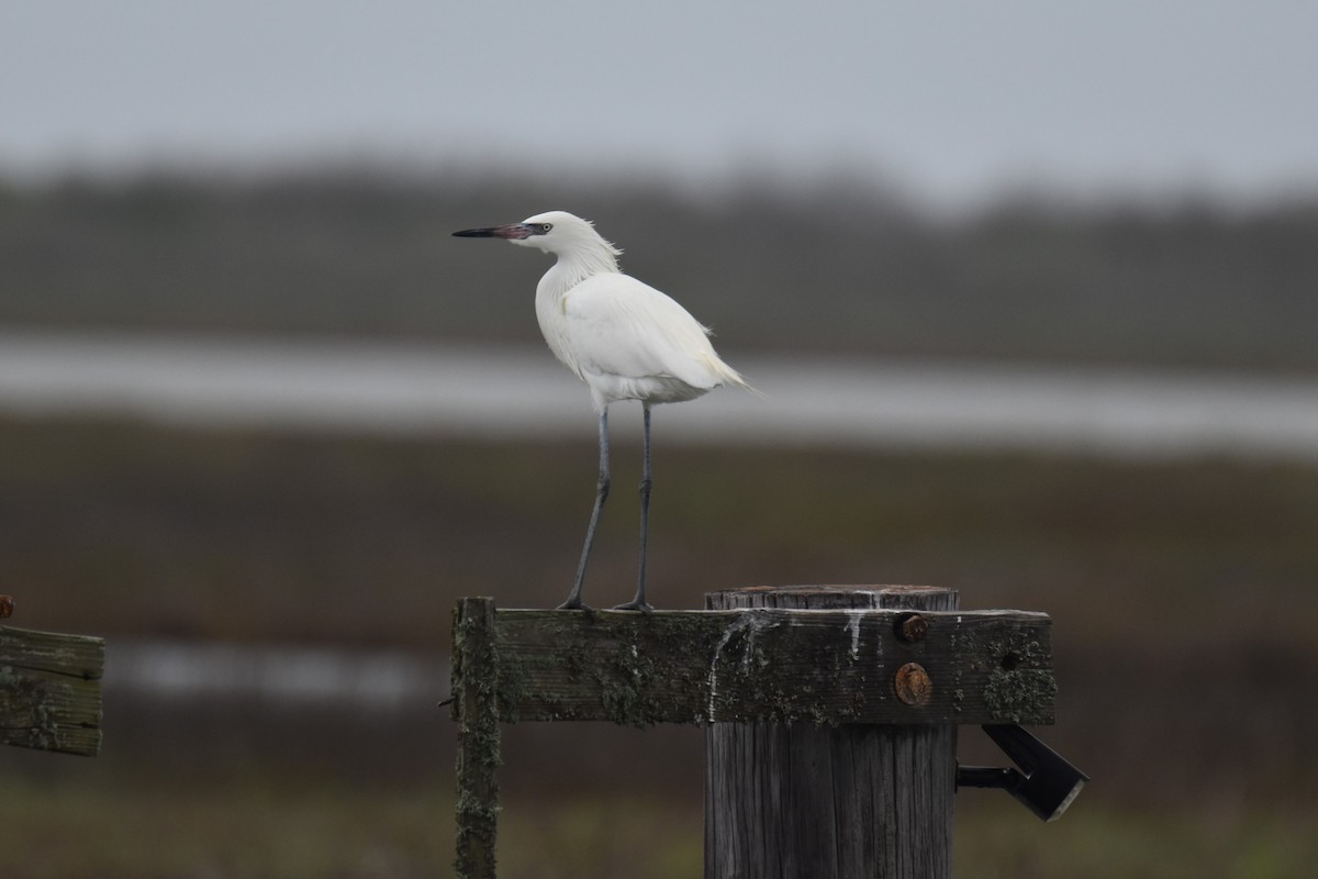 Reddish Egret - ML614993853