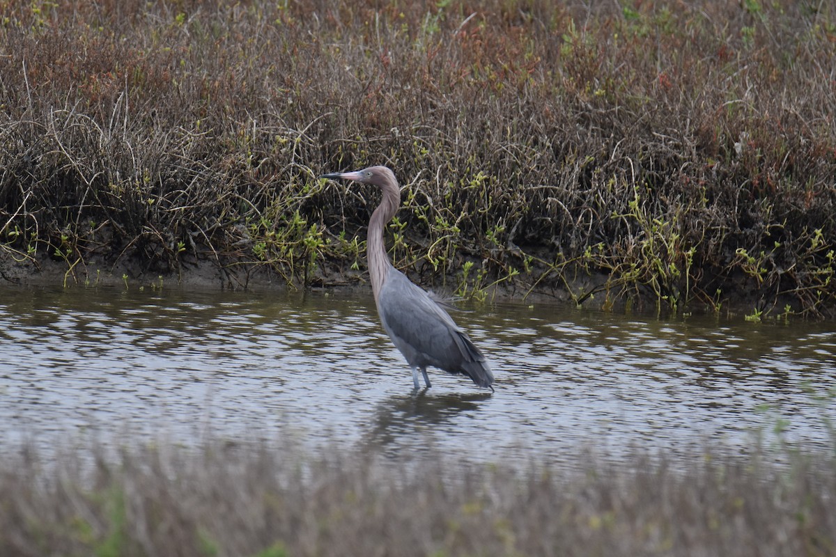 Reddish Egret - ML614993854