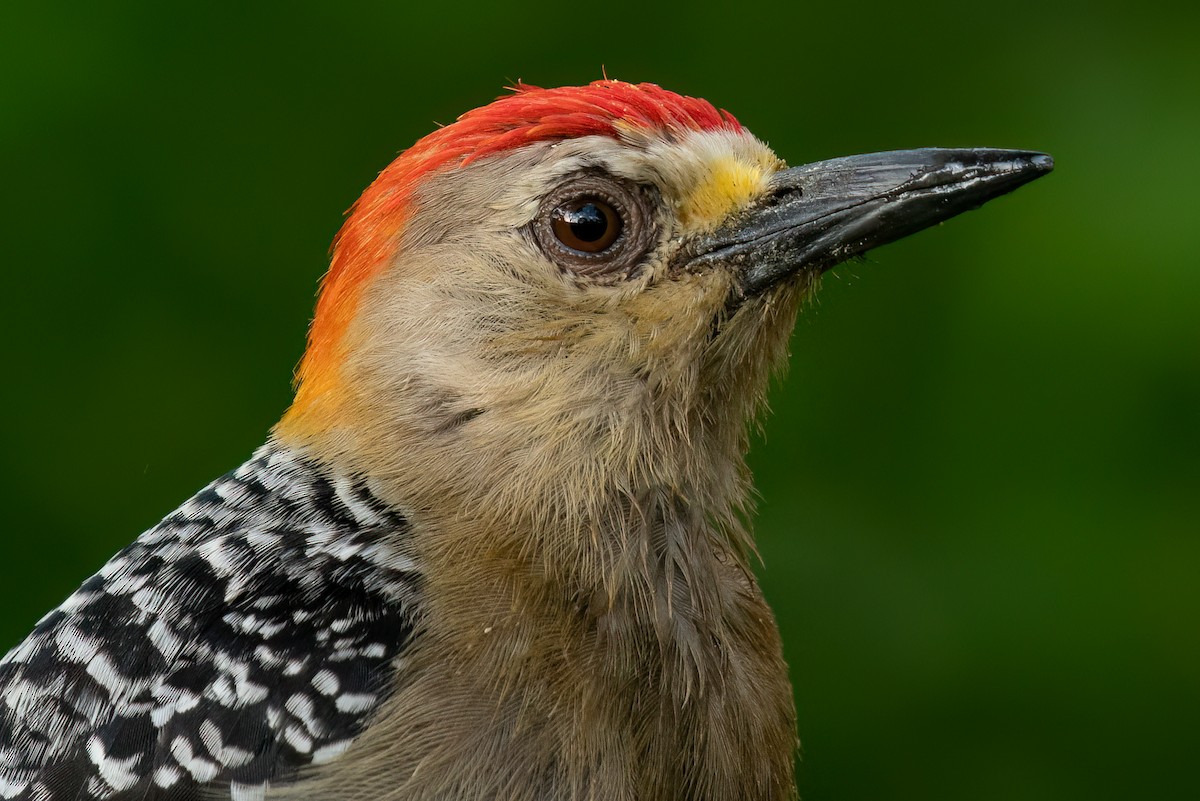 Pic à couronne rouge - ML614993867