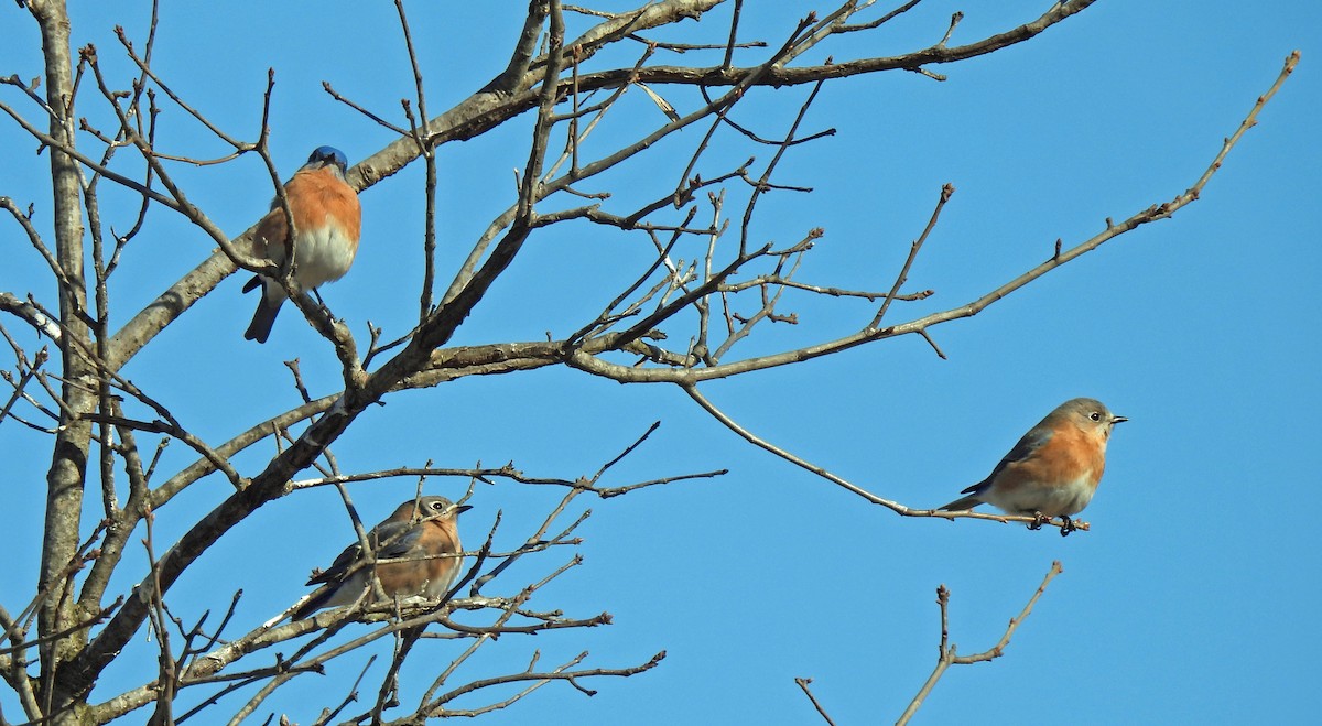 Eastern Bluebird - ML614993886