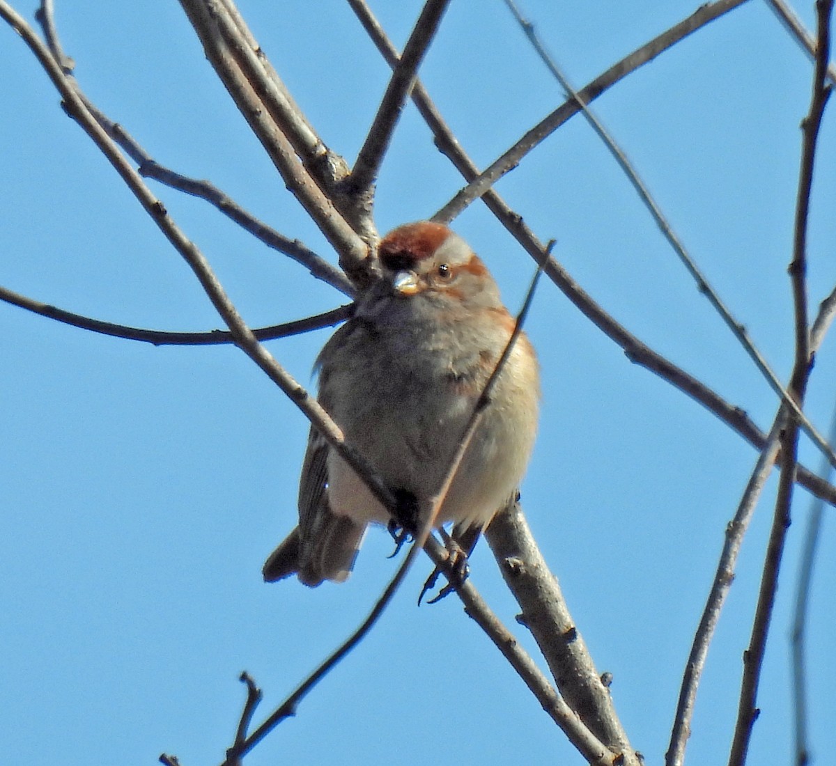 American Tree Sparrow - ML614993905