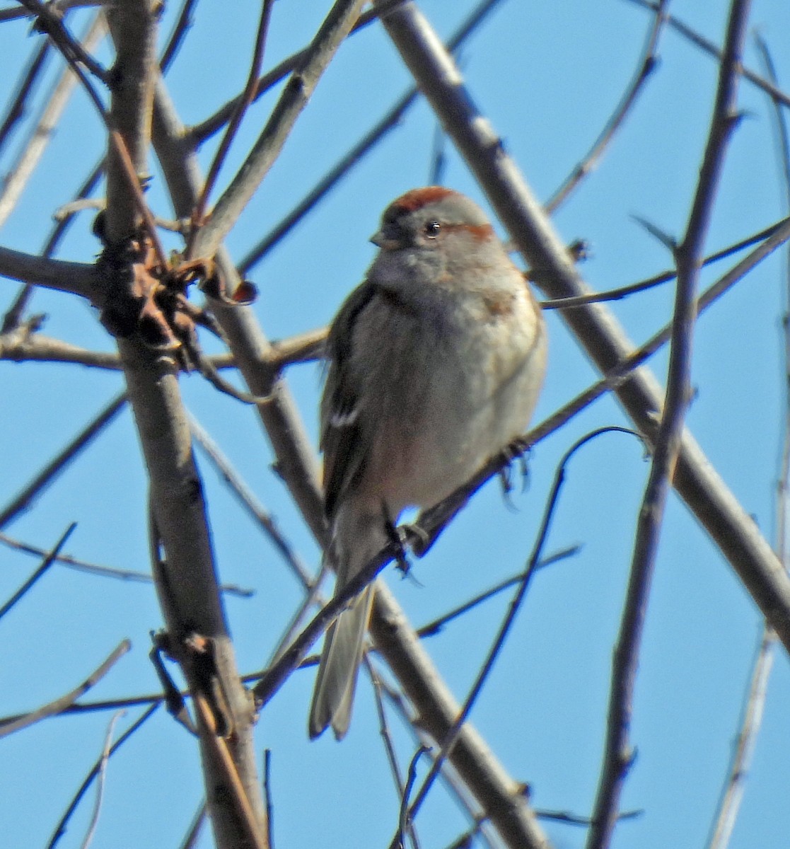 American Tree Sparrow - ML614993906