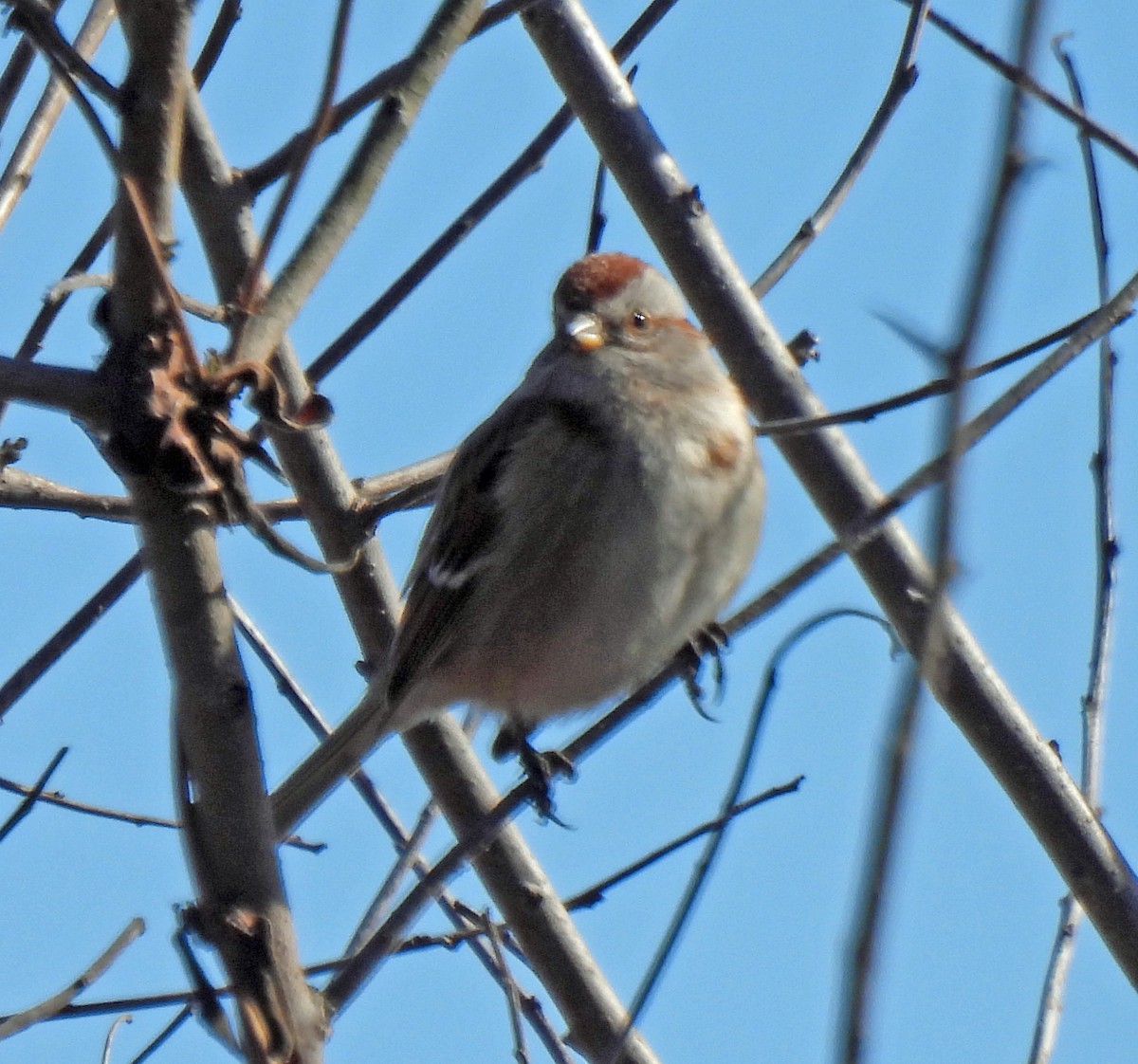 American Tree Sparrow - ML614993907