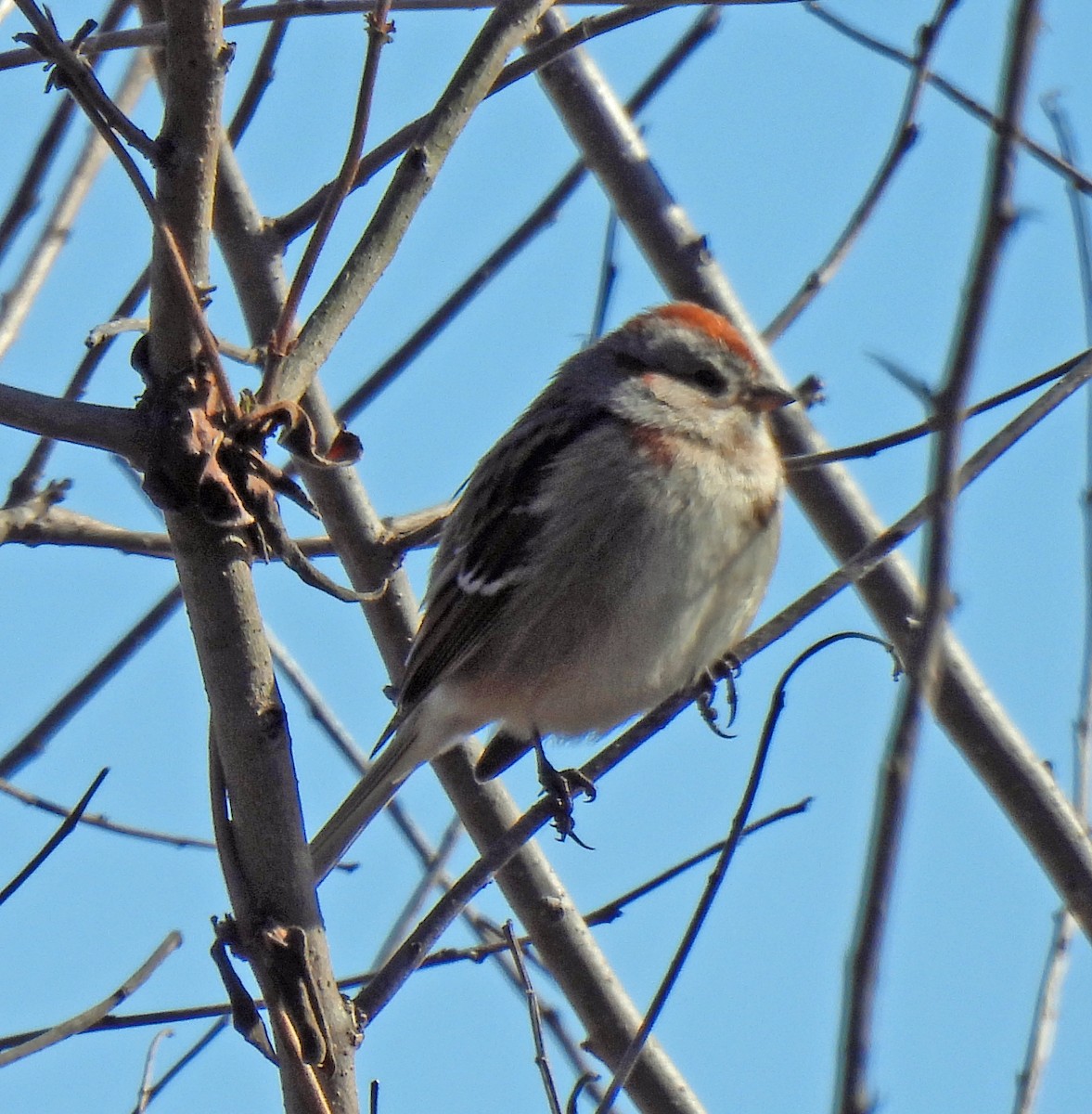 American Tree Sparrow - ML614993908