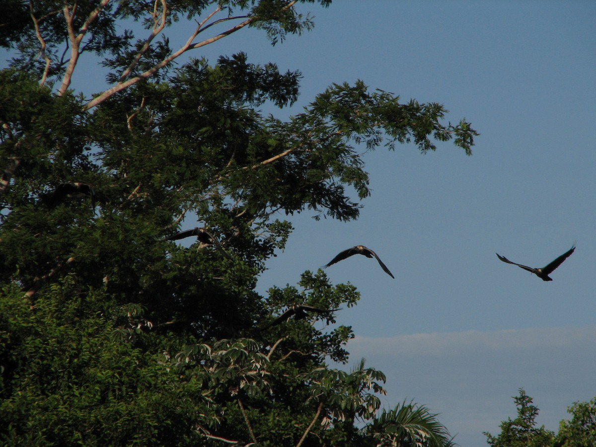 ibis bělokřídlý - ML614993929