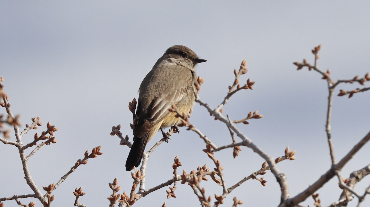 Say's Phoebe - ML614993963