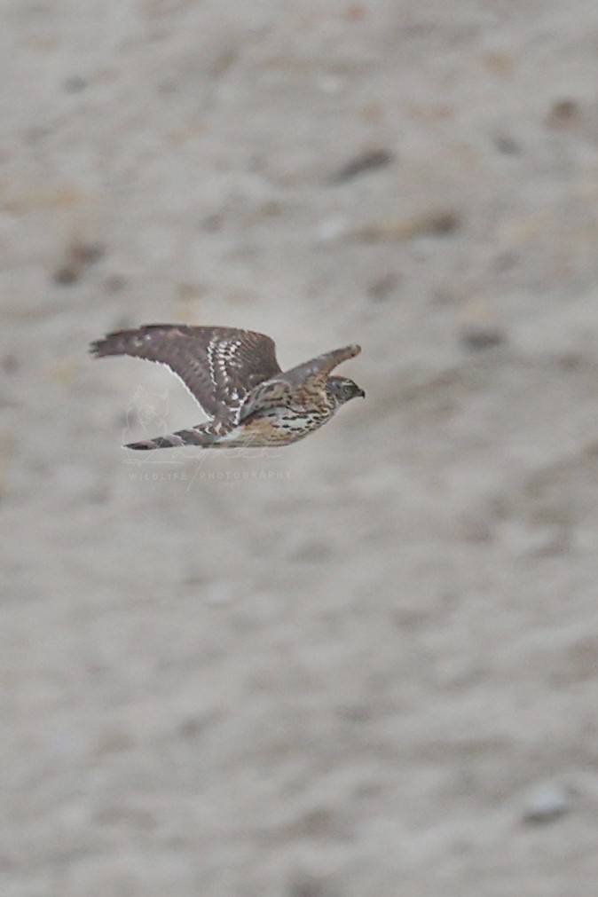 Eurasian Goshawk - ML614993966