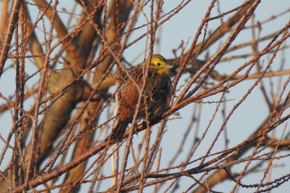 Yellowhammer - ML614993971