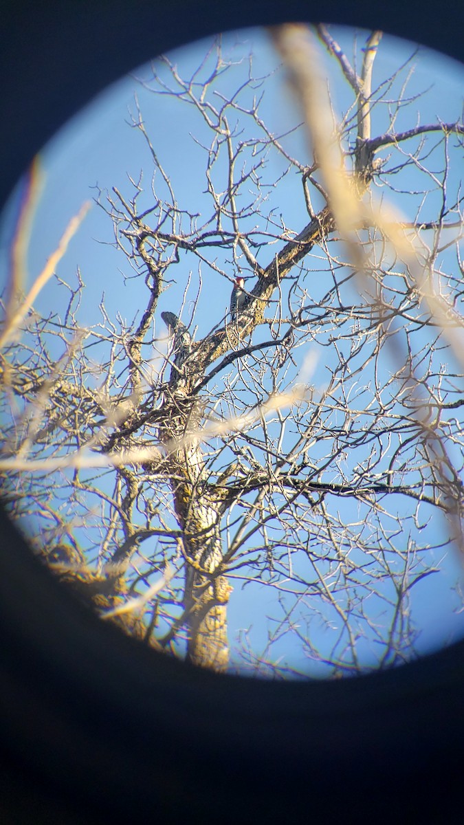 Red-bellied Woodpecker - ML614994047