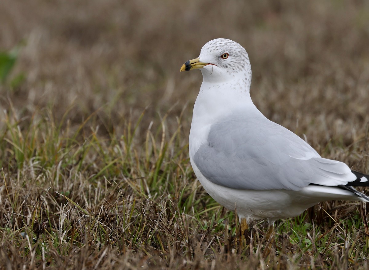 Ring-billed Gull - ML614994072