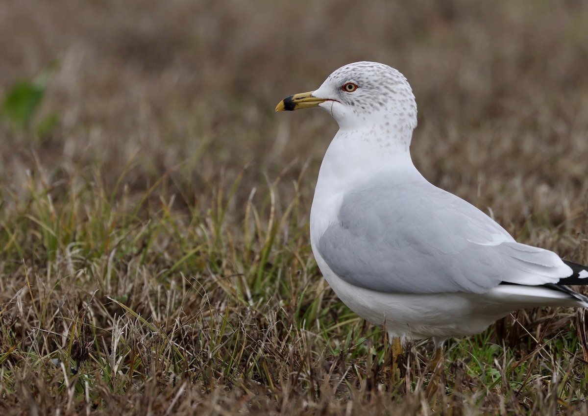 Ring-billed Gull - ML614994073