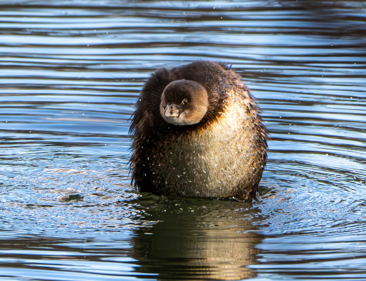 Pied-billed Grebe - ML614994118