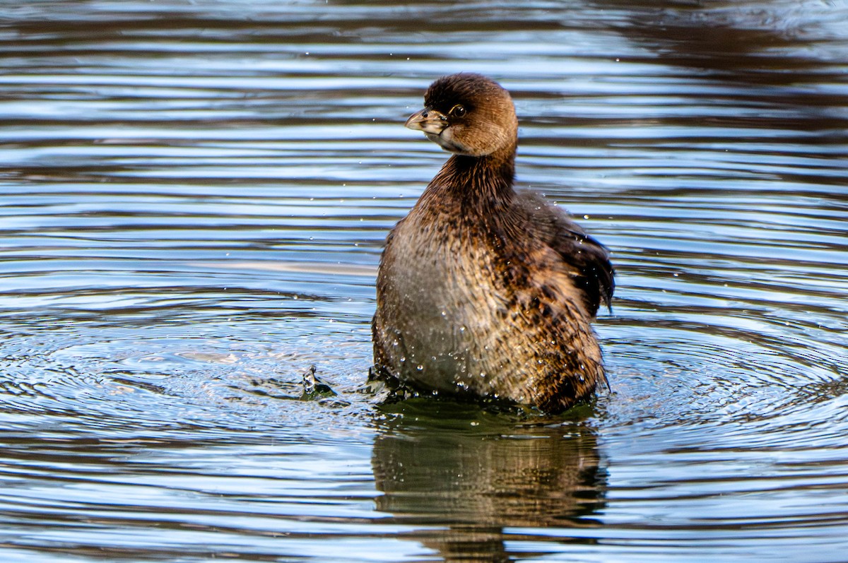 Pied-billed Grebe - ML614994120