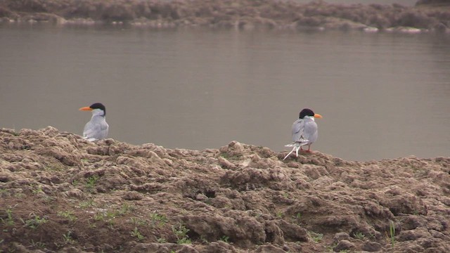 River Tern - ML614994130