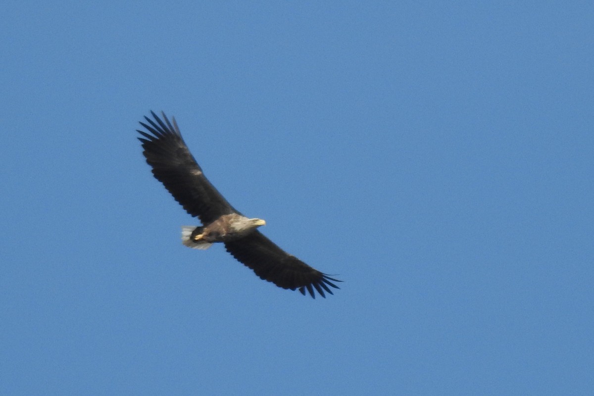 White-tailed Eagle - Aris Vouros