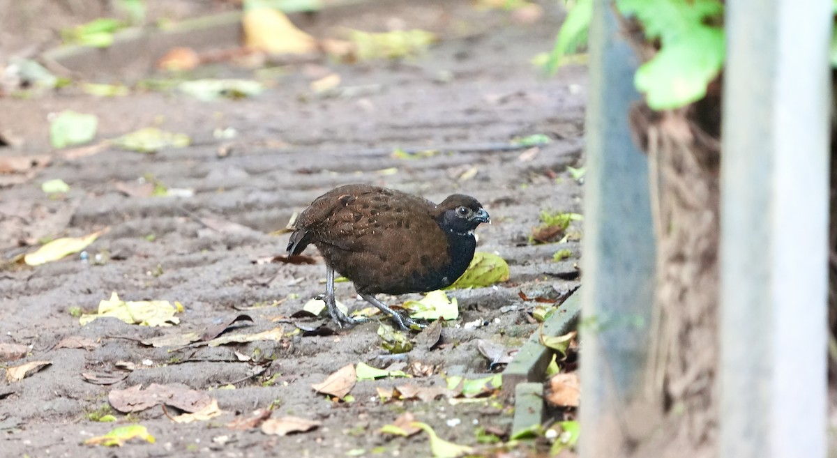 Black-breasted Wood-Quail - ML614994160