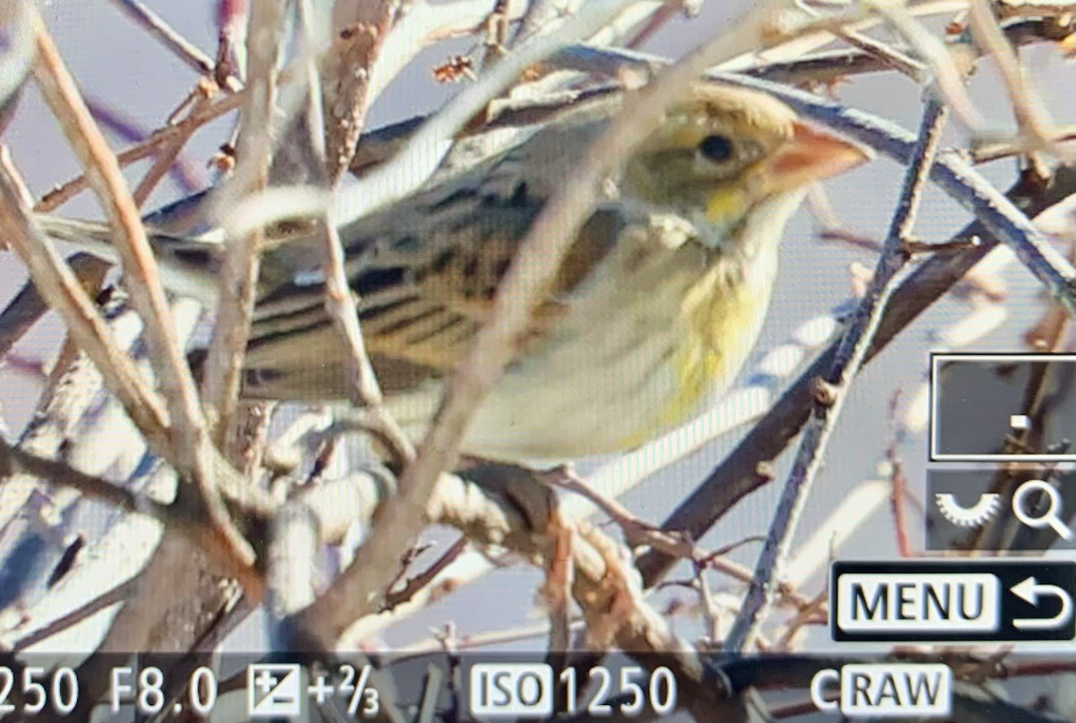 Dickcissel - ML614994170