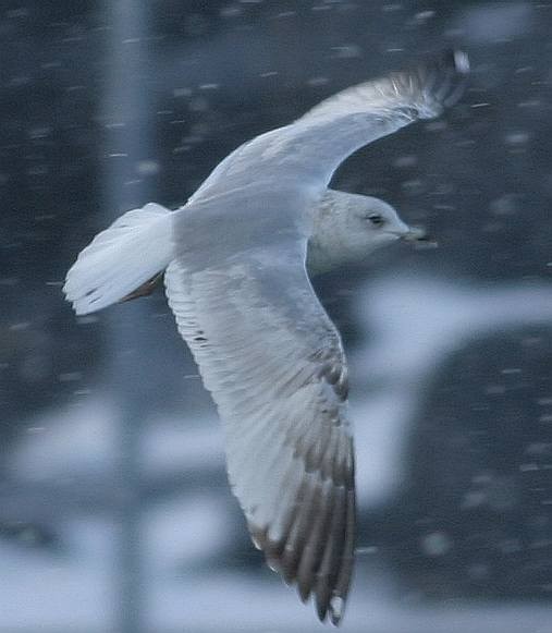 Common Gull (Russian) - ML614994178