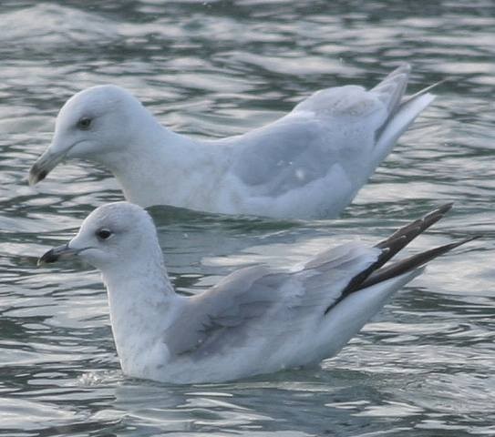 Common Gull (Russian) - ML614994184